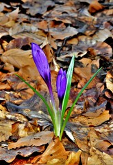 A purple crocus flower