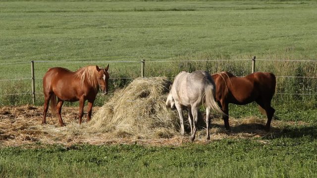 Horses feeding at haystack in pasture.