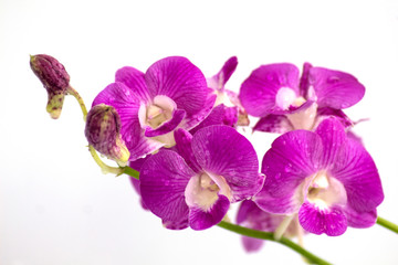 Obraz na płótnie Canvas dendrobium orchids violet on white background