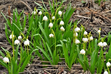Fototapeta premium many snowdrops in bloom