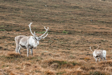 Reindeer