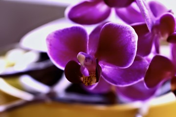 Orchidee