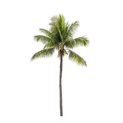 Gordijnen Foto van geïsoleerde kokospalm © evannovostro