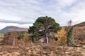 Fototapeta na wymiar Large pine