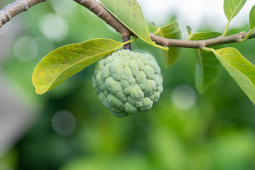 Annona squamosa is a small, well-branched tree or shrub from the family Annonaceae that bears edible fruits called sugar-apples or sweetsops.