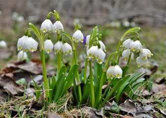 many snowdrops flowers