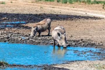 Warthogs drinking in the pond in the Serengeti park in Tanzania