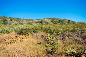 Caatinga landscape in Oeiras, Piaui - Brazil