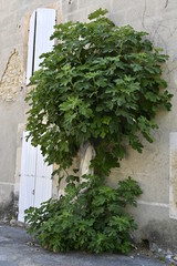 Figuier dans le village de  Lussan  Gard