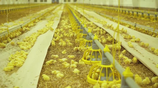 View of cute chicken routine life in poultry farm. 4K