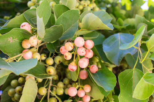 Assyrian plum (Cordia myxa) fruits in Oeiras, Piaui - Brazil