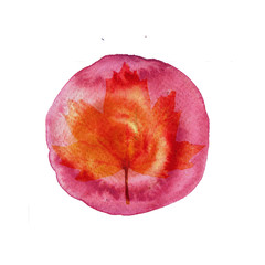 Watercolor autumn leaf in deep pink circle on white background