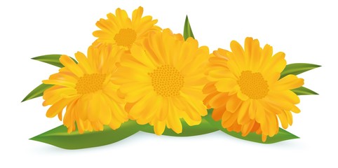 3d realistic marigold flower. Calendula isolated on white background.Vector illustrator.Calendula close up