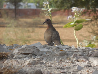 penguin on rock