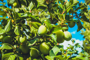 some fruits in the trees