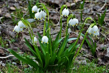 spring snowdrops 