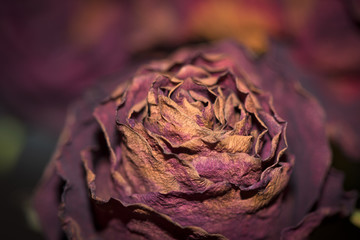 Dried flowers detailed macro photography. Useful as a decoration for interior and web-design. Dark bouquet of dried roses. Dried roses in flash light.