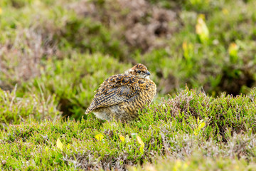 Red Grouse Chick, Scientific name: Lagopus lagopus. In natural moorland habitat with fresh green heather.  Facing right.  Horizontal. Space for copy. in fresh green heather.