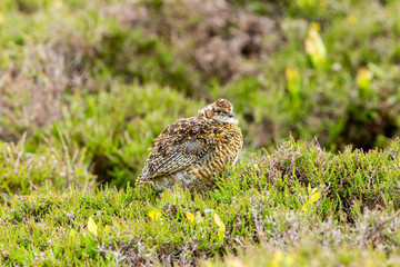 Red Grouse Chick, Scientific name: Lagopus lagopus. In natural moorland habitat with fresh green heather.  Facing right.  Horizontal. Space for copy. in fresh green heather.