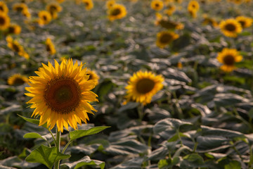 beautiful sunflowers field in zaragoza spain sunflowers field