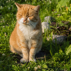 The red cat sitting on green grass