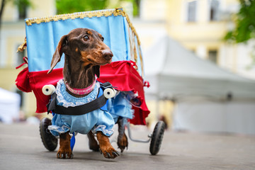 Portrait dog of the Dachshund is disabled breed in costume as a traveling theater in the park at a...