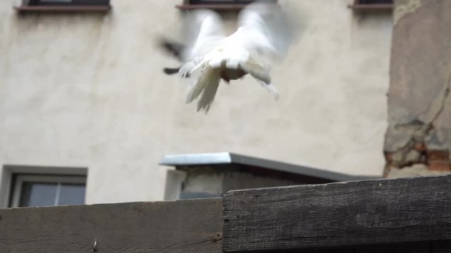 Two white pigeons are sitting on a wooden fence.