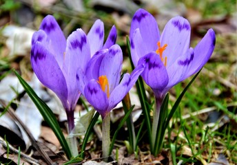 close up with crocuses in the forest