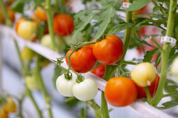red tomatoes on the vine