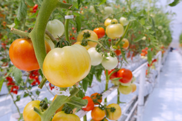 red tomatoes on the vine