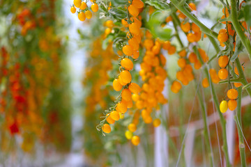 Fototapeta premium red tomatoes on the vine