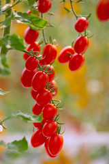 red tomatoes on the vine