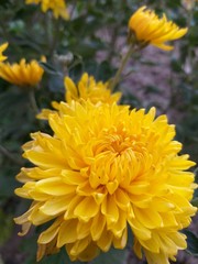 Flowers autumn chrysanthemum in garden