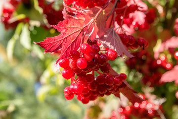 Image with a viburnum.