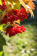 Image with a viburnum.