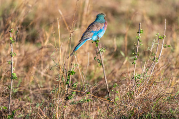 Lilac-breasted roller holding on to small twig in Maasai Mara triangle