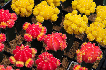 Red and yellow cactus