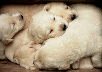 Box of joy. Five golden Labrador Retrievers breed small puppies sleeping together. One of the most popular breeds of dog in Canada and United Kingdom