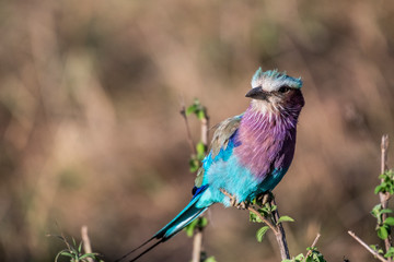 Lilac-breasted roller holding on to small twig in Maasai Mara triangle