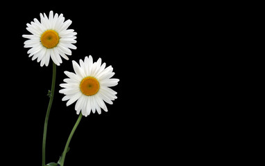 Two white chamomile (camomile) on black background.
