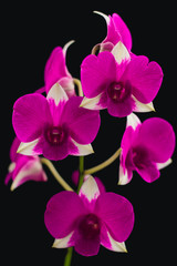 orchid on black background