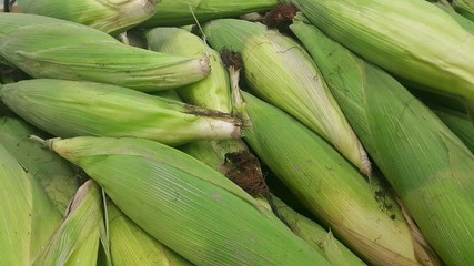 Closeup view of corncob surrounded with green leaves