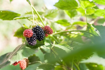 blackberries plant.
