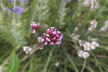 Obraz premium verbena bonariensis