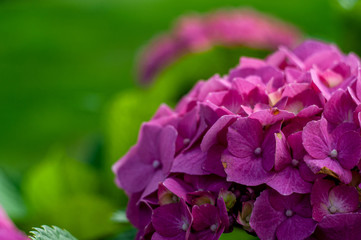 Hydrangea Hortensia flowers close-up photography