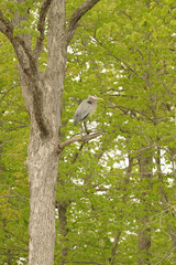 Blue Heron high in the tree