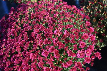 flowers in the garden