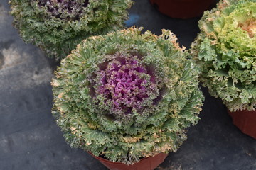 cabbage in the garden