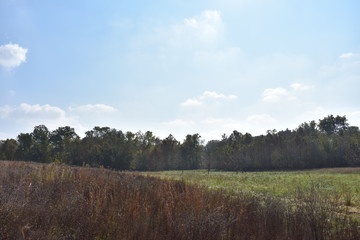 landscape with trees and blue sky