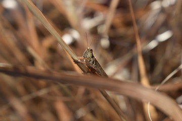 grasshopper